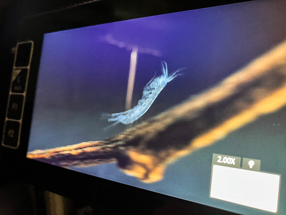 新種として認められた、イサジカンゲキヨコエビ