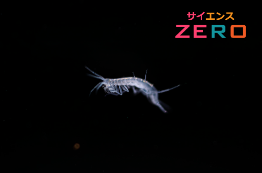 サイエンスZERO「密着!絶海に浮かぶ奇跡の島 南大東島
」