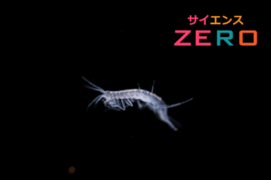 サイエンスZERO伊左治佳孝